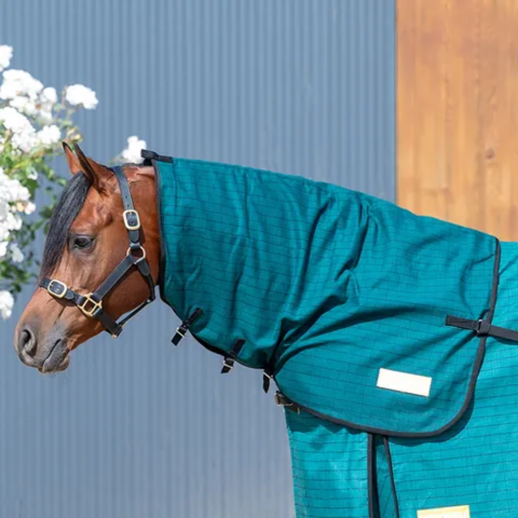 Academy Canvas Neck Rug