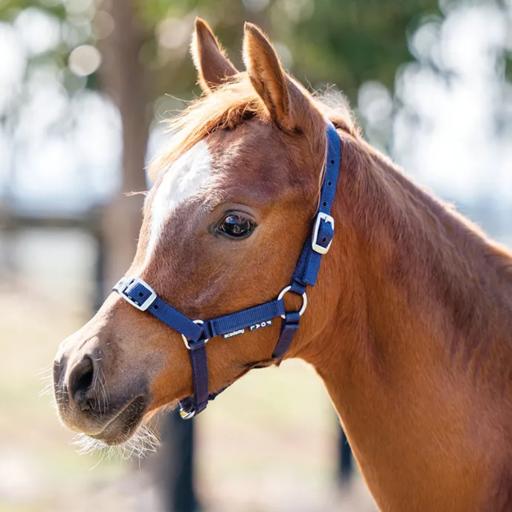 Academy Halter