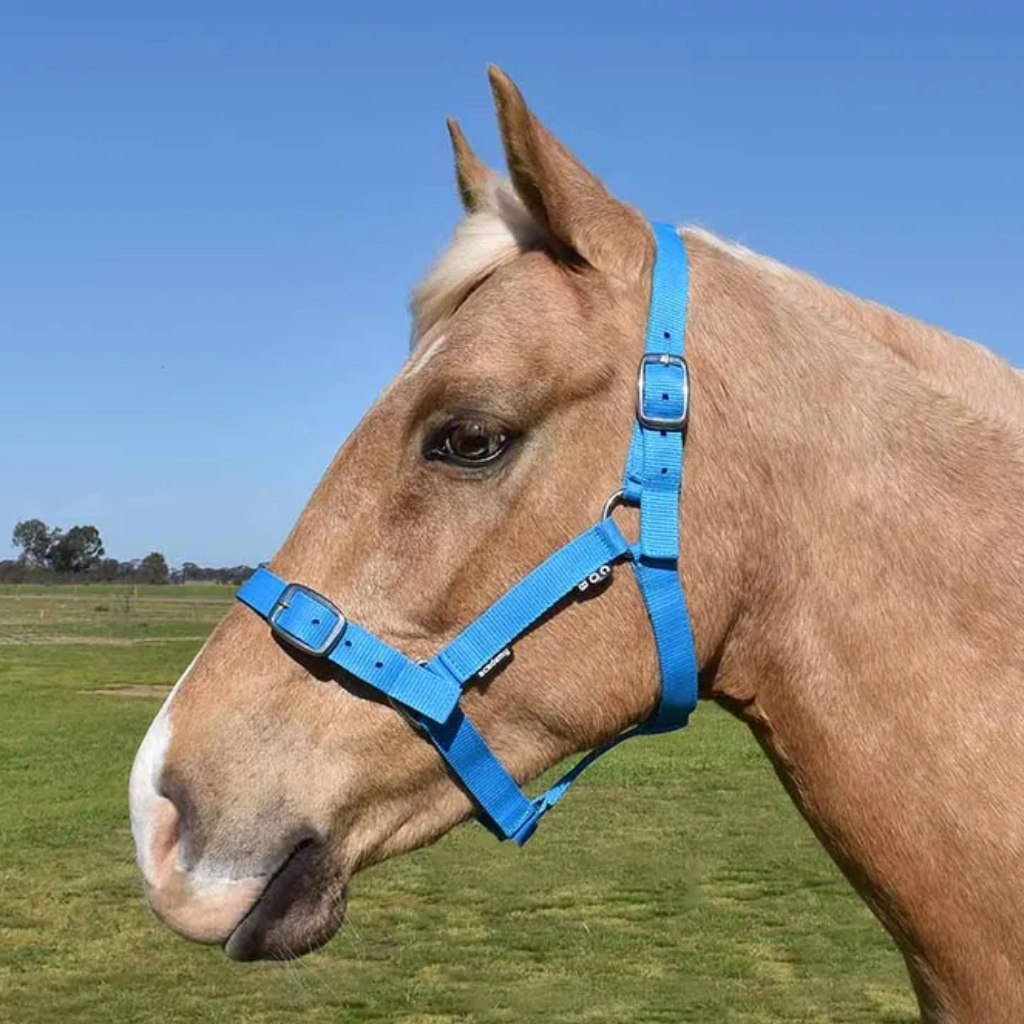 Academy Halter