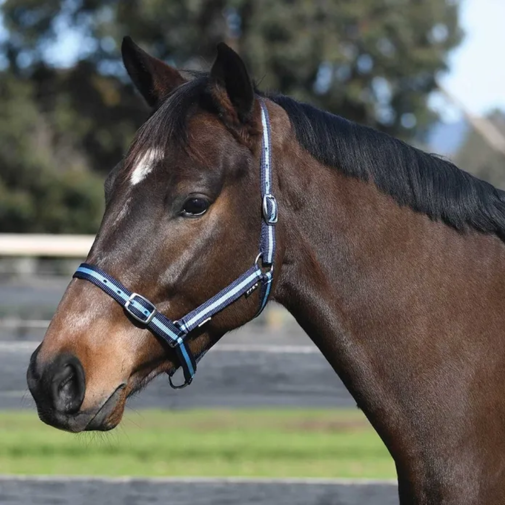 Academy Halter