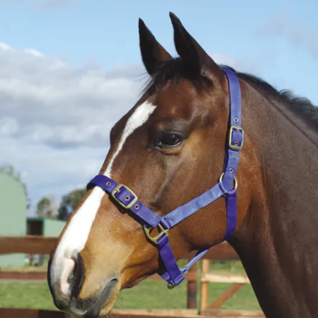 Academy Halter