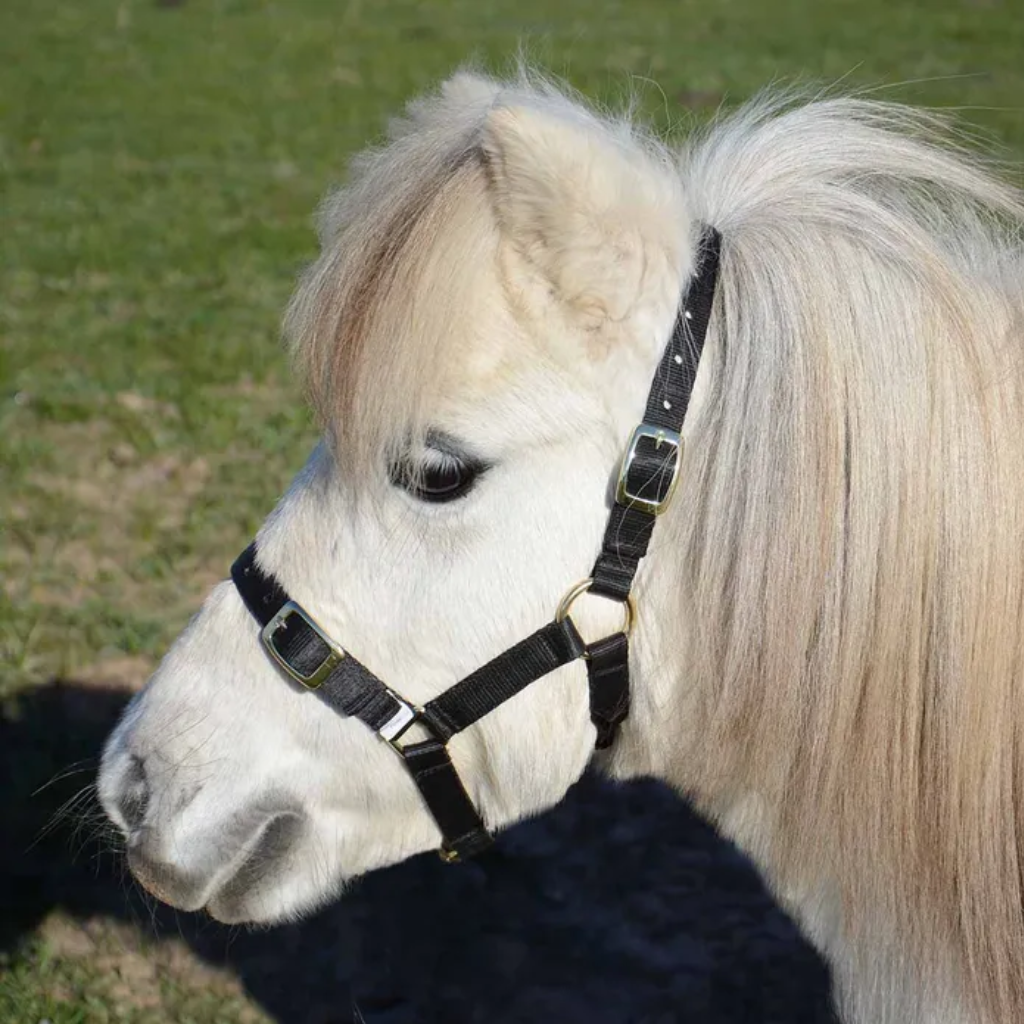 Eurohunter Halter Mini