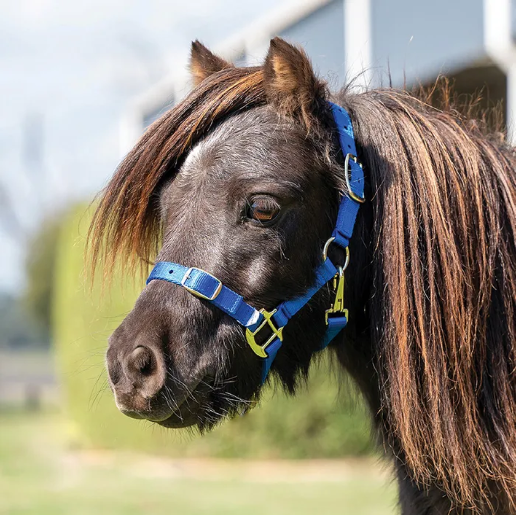 Eurohunter Halter Mini