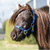 Eurohunter Halter Mini