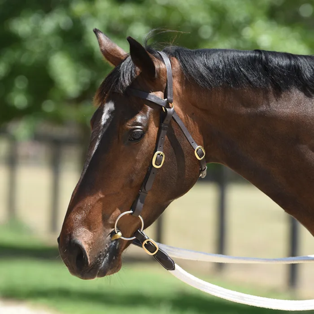 Bridle Grainge Elite Barcoo