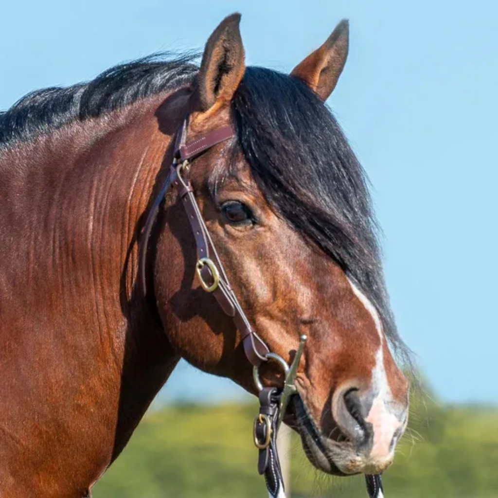 Bridle Grainge Elite Barcoo