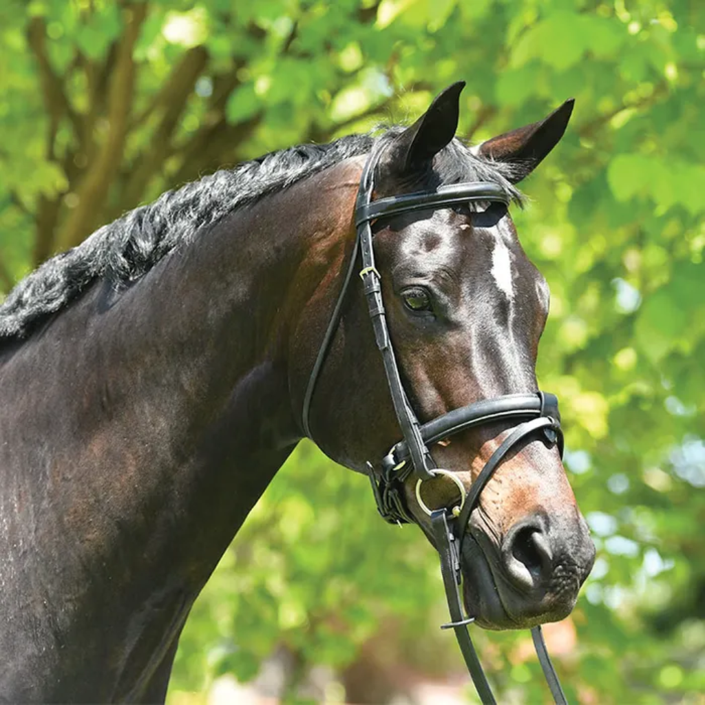 Bridle Grange Elite