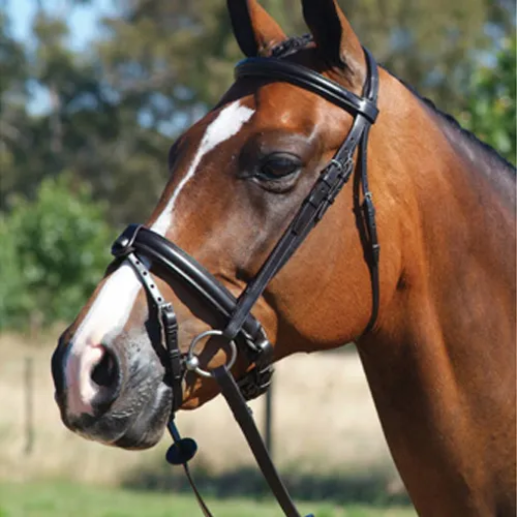 Bridle Grange Elite