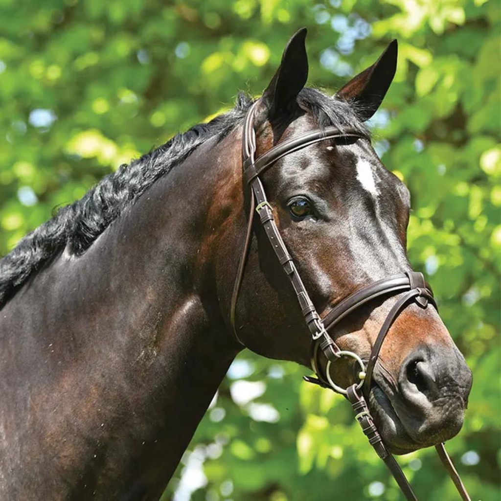 Bridle Grange Event Snaffle