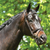 Bridle Grange Event Snaffle