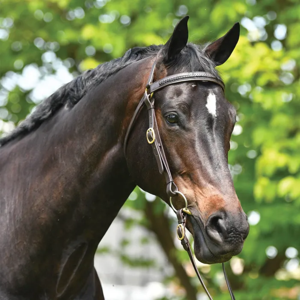 Bridle Barcoo Plated