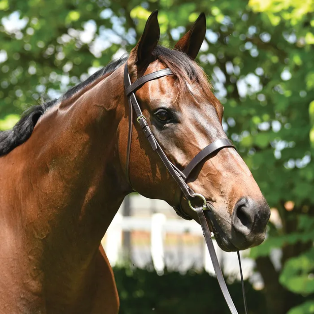 Bridle Grainge Show Snaffle