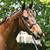 Bridle Grainge Show Snaffle