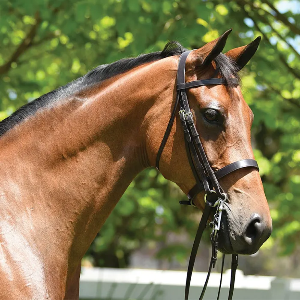 Bridle Grange Show W/Mouth