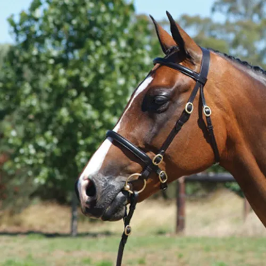 Bridle Grainge Elite Inhand