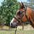 Bridle Grainge Elite Inhand