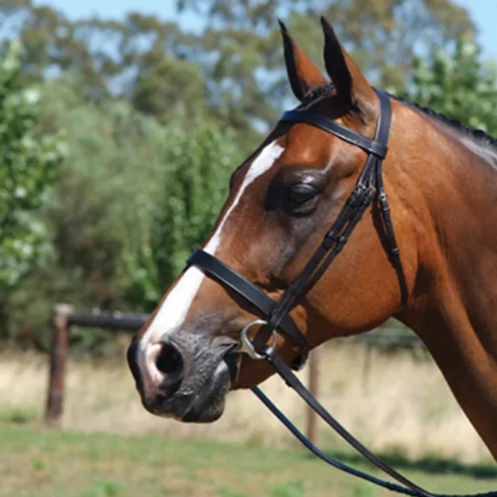 Bridle Grainge Show Snaffle