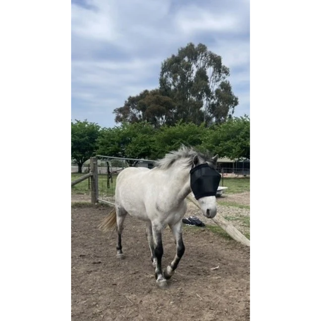 Fly Veils by Design Fur flyveil