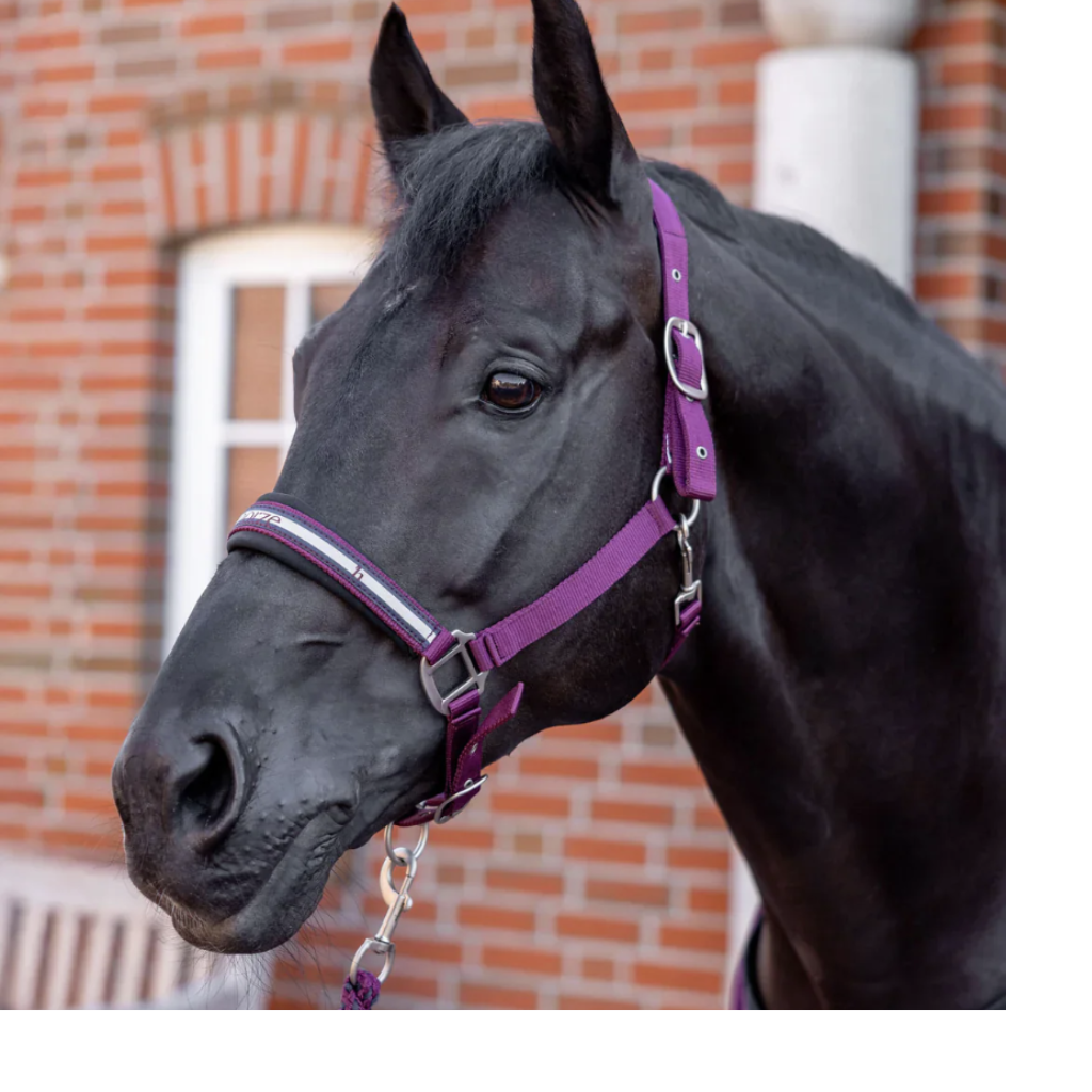 Horze Eternal Gaze Halter Set- Purple