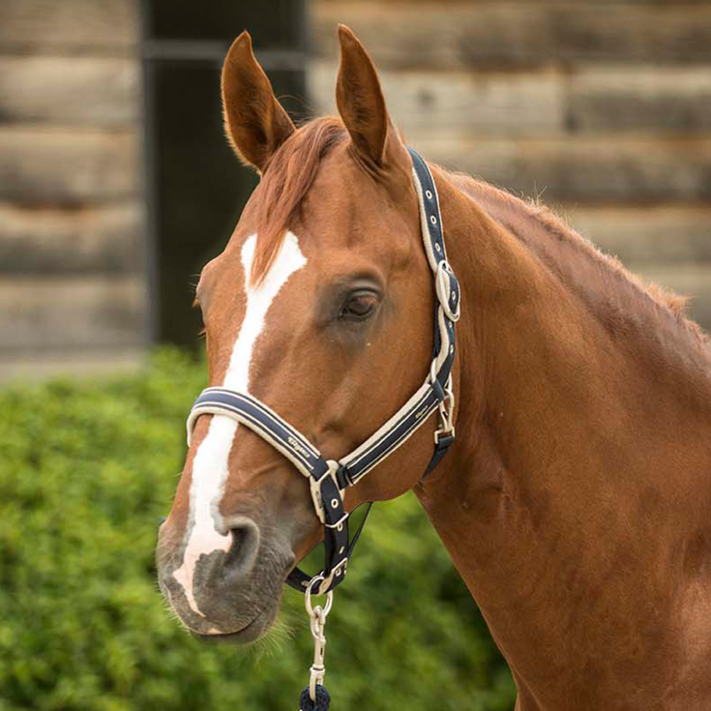 Lami-Cell Headstall Elegance Halter - Navy